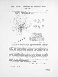 Uromyces lupini image